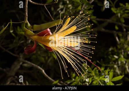 (Andansonia rubrostipa Baobab) floraison de nuit, forêt de Kirindy, à Madagascar. Banque D'Images