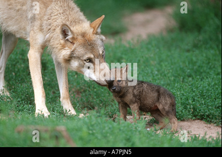 Le loup gris d'Europe (Canis lupus lupus), mère d'essence sur chiot Banque D'Images