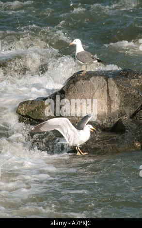 Yellow-legged Gull (Larus cachinnans), jaune-pêche goélands Banque D'Images