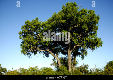 Le profil d'un grand arbre Tamboti Spirostachys africana debout au-dessus de la végétation environnante Sabi Sand Game Reserve Banque D'Images