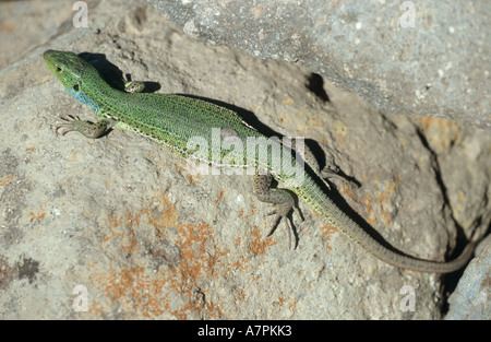 Lézard vert, lézard émeraude (Lacerta viridis), lézard vert sur les rochers prendre un bain dans le soleil Banque D'Images
