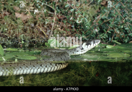 Couleuvre à collier (Natrix natrix), la natation et la tête au-dessus de l'eau, de l'Allemagne, la Bavière Banque D'Images