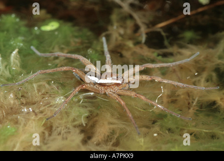 Radeau de fen, grande araignée araignée Dolomedes plantarius (raft), sur l'eau, de l'Allemagne, la Bavière Banque D'Images