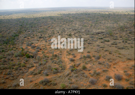 Vue aérienne de bushveld à sec avec un grand troupeau de buffles d'Afrique en marche au loin dans la distance Timbavati Game Reserve Banque D'Images