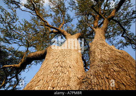 Arbre généalogique Leadwood Combretum imberbe vu du dessous du Parc National Kruger en Afrique du Sud, province du Limpopo Banque D'Images
