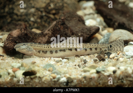 Épines loach, repéré weatherfish (Cobitis taenia), étendue sur le sol, Croatie Banque D'Images