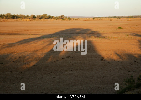 Une vue de l'un à sec de la rivière Limpopo Zimbabwe près de Crooks Corner avec l'ombre d'un grand Acacia et une termitière Banque D'Images