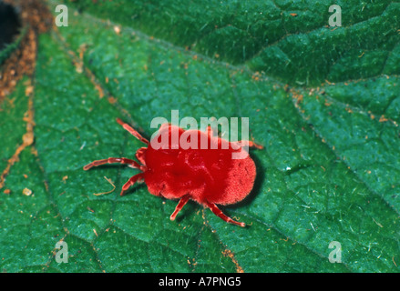 Acarien Trombidium holosericeum (velours), sur feuille verte Banque D'Images