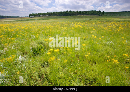 Scenic vue d'été de fleurs sauvages dans une prairie avec un lointain highveld forêt près de Dullstroom entre Belfast et Dullstroom Banque D'Images