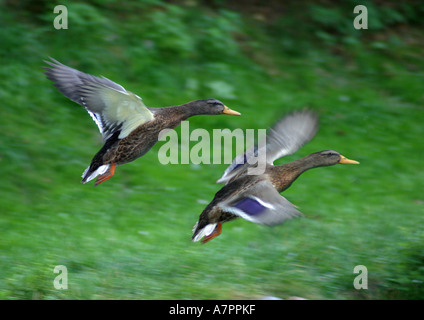 Le Canard colvert (Anas platyrhynchos), paire, battant Banque D'Images