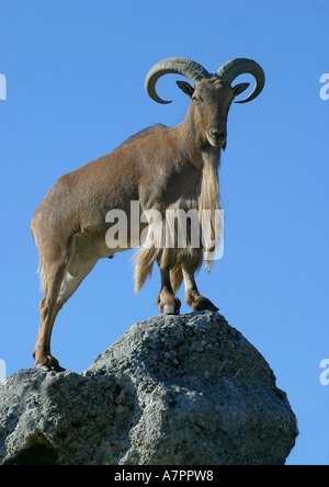 Aoudad, le mouflon à manchettes (Ammotragus lervia), debout sur un rocher, contre le ciel bleu Banque D'Images