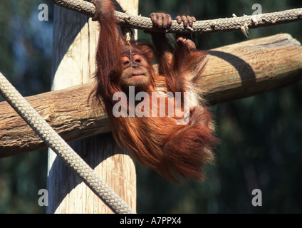 Orang-outan, l'orang-outan, l'orang-outang (Pongo pygmaeus), les jeunes, suspendu à une corde Banque D'Images