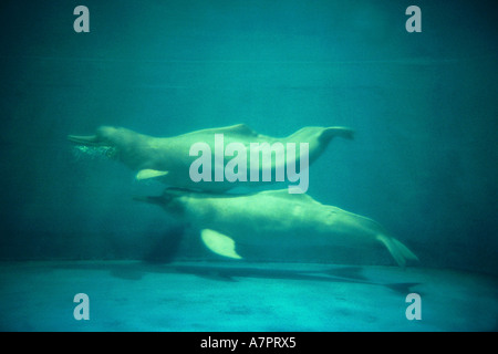 Amazon, Amazon River Dolphin Dolphin, bouto, boutu (Inia geoffrensis), deux personnes piscine côte à côte Banque D'Images