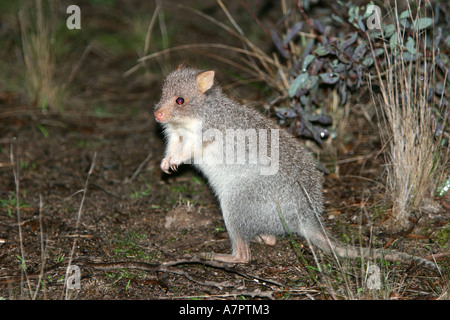 Le rat-kangourou, le bettong creusant (Aepyprymnus rufescens), l'Australie Banque D'Images