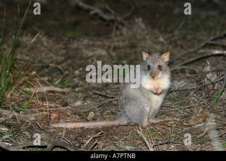 Le rat-kangourou, le bettong creusant (Aepyprymnus rufescens), dans la nuit, assis, de l'Australie Banque D'Images