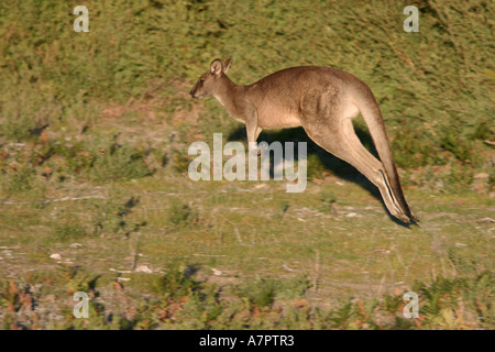 Le kangourou gris (Macropus giganteus), en sautant, en Australie, Victoria Banque D'Images