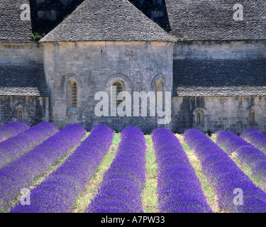 FR - PROVENCE : Abbaye de Sénanque près de Gordes Banque D'Images