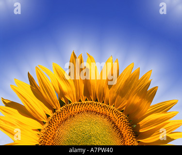 FR - PROVENCE : tournesol (helianthus) lat. Banque D'Images