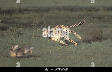 Le Guépard (Acinonyx jubatus), chasse le lapin, Kenya, Masai Mara Banque D'Images
