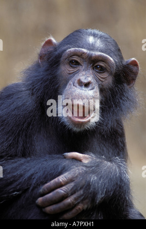 Commun est de chimpanzé (Pan troglodytes schweinfurthii), portrait, frontale, Tanzanie, Gombe np Banque D'Images