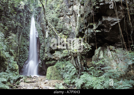 Chute d'eau, dans les forêts tropicales, de l'habitat de la commune de l'est le chimpanzé, Tanzanie, Gombe np Banque D'Images