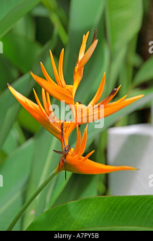 Heliconia Golden Torch. Pangkor Laut island, Malaisie. Banque D'Images