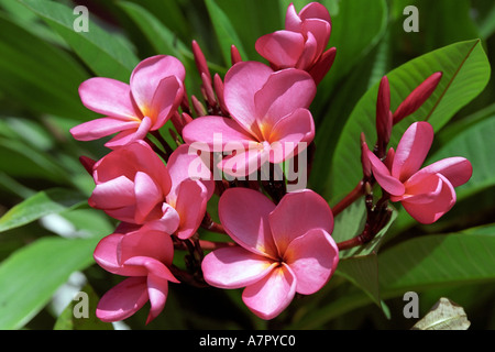 Gros plan d'un frangipanier, alias fleurs de plumeria. Île de Bintan, Indonésie. Banque D'Images