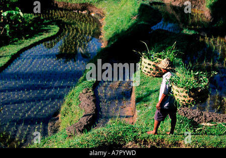 L'INDONÉSIE, Bali, Ubud, rizières en terrasse de Tegallalang Banque D'Images