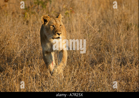 Lionne avec une plaie sanglante sur une patte avant de marcher vers l'appareil photo dans l'herbe sèche. Banque D'Images