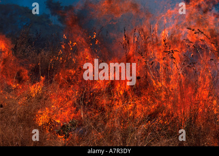 Course d'incendie jusqu'herbe haute tiges dans un feu de brousse africaine Sabi Sand Game Reserve Afrique du Sud Mpumalanga Banque D'Images