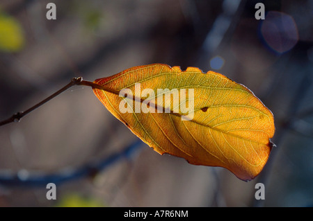 Combretum apiculatum une seule feuille dans couleurs d'automne montrant la texture dans la feuille et la nervation Hoedspruit Banque D'Images
