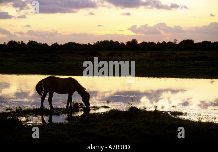 France, Picardie, Baie de Somme, Saint Firmin, quartier cheval pendant le coucher du soleil Banque D'Images