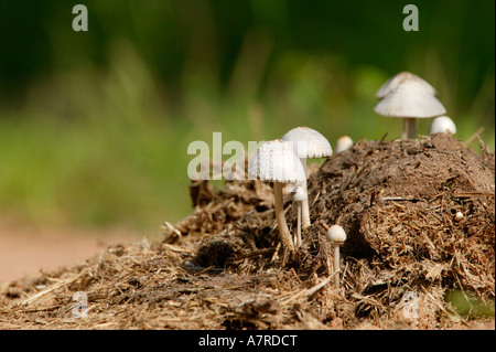 Un groupe de petits champignons poussant dans la décomposition de la bouse d'éléphant Sabi Sand Game Reserve Afrique du Sud Mpumalanga Banque D'Images