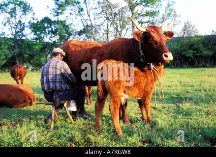 France, Puy de Dome, traite de vaches Salers dans le pré (Parc des Volcans d'Auvergne) Banque D'Images