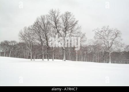 Paysage de neige avec arbres et champ Banque D'Images