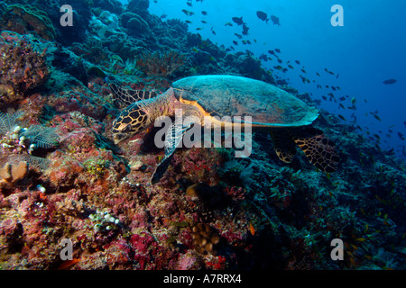 Tortue - Caretta caretta - recherche de nourriture sur un récif de corail, Rango, Madivaru Ari Atoll, Maldives. Banque D'Images