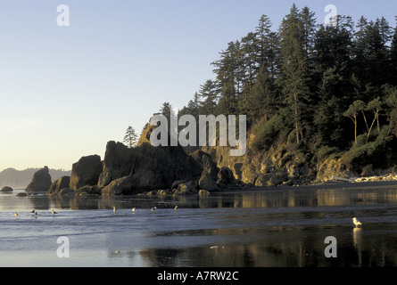 NA, USA, Washington, Olympic NP goélands au coucher du soleil sur la plage de Rubis Banque D'Images