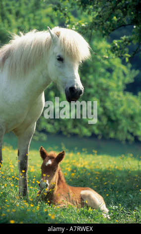 Cheval avec son poulain en champ buttercup Banque D'Images