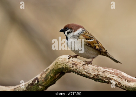 Close-up of Eurasian Sparrow perching on branch Banque D'Images