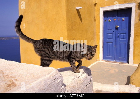 La Grèce, Îles Cyclades, sur l'île de Santorin cat Banque D'Images