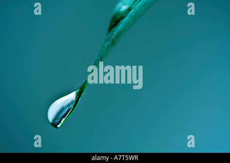 Close-up of water drop on leaf Banque D'Images