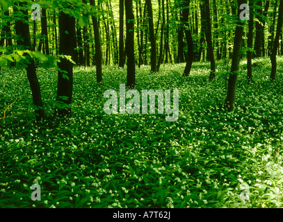 L'ail sauvage en fleurs fleurs en forêt Banque D'Images