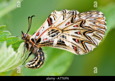 Close-up of Southern Festoon (Zerynthia polyxena) butterfly on leaf Banque D'Images