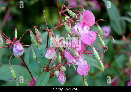 Impatiens glandulifera Royle balsamine de l'himalaya Banque D'Images