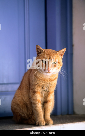 La Grèce, Îles Cyclades, un chat Banque D'Images