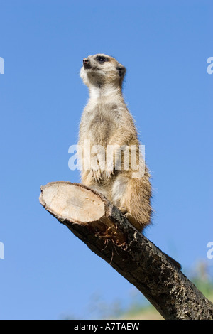 Low angle view of Meerkat (Suricata suricatta) sitting on branch Banque D'Images