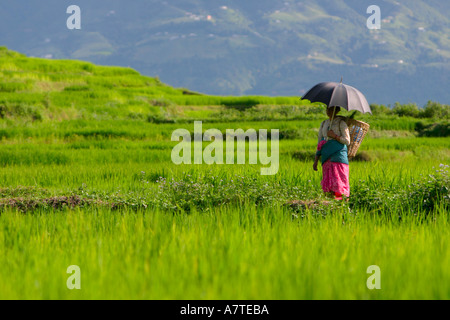 Femme avec parapluie dans les rizières, Bhainsepati, Katmandou Banque D'Images