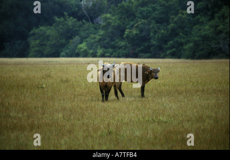 Forêt ou Buffalo rouge dans une clairière dans la forêt du Petit Parc National de Loango Gabon Afrique de l'Ouest Banque D'Images