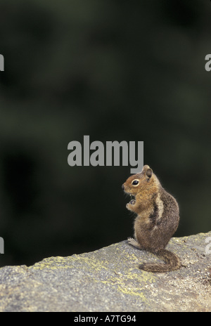 États-unis, WA, North Cascades NP. Golden Spermophile à mante dorée sur la roche à bord de la falaise. Banque D'Images