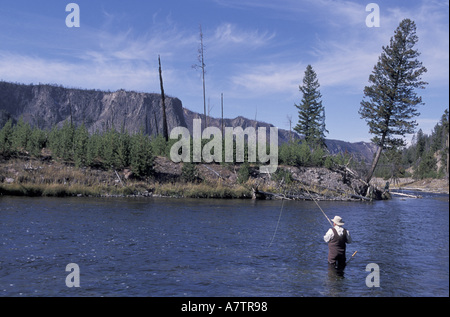 NA, USA, Wyoming, Yellowstone NP. Un pêcheur de mouche pour la truite fardée jette dans la rivière Madison Banque D'Images